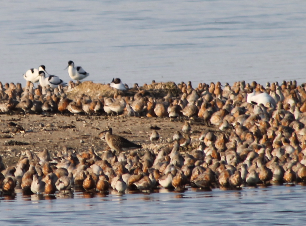 A Whimbrel amongst Knot and Avocet.