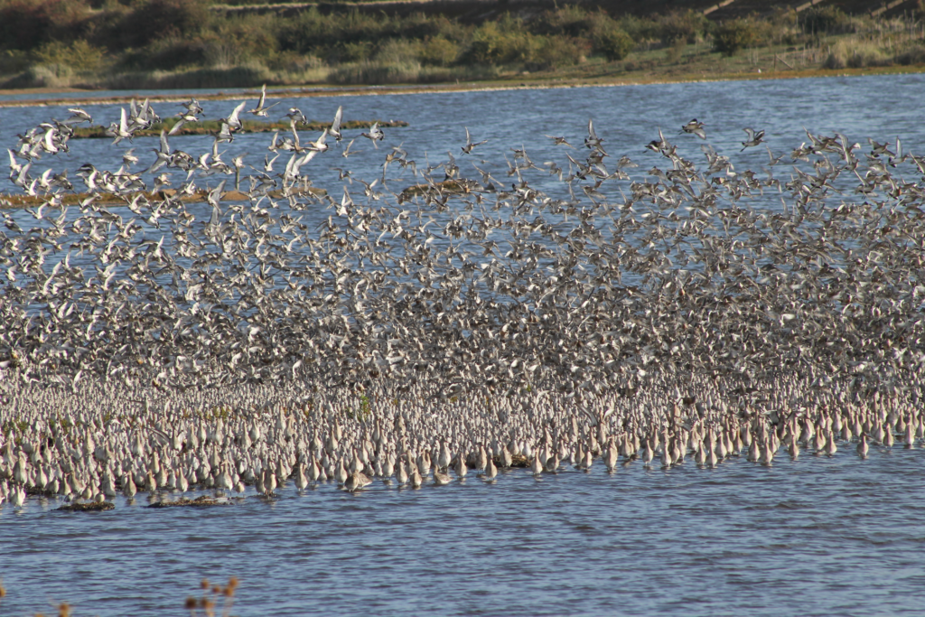 birds finding a roost
