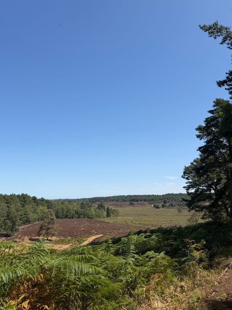 overlooking the bog