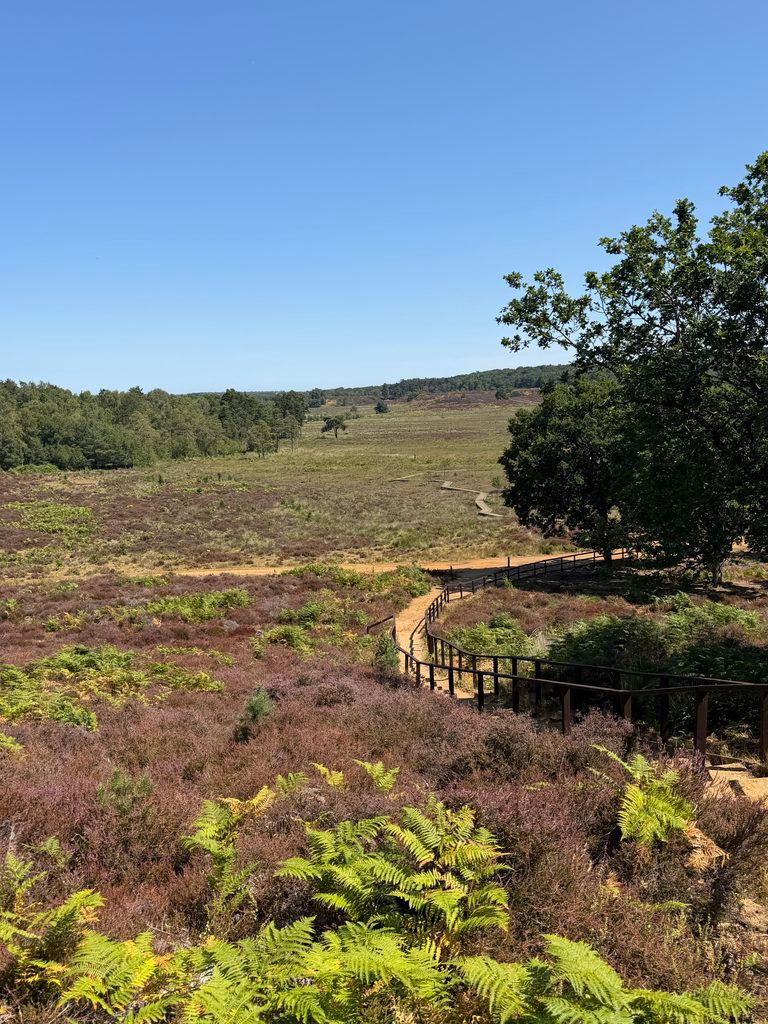 view down to the bog