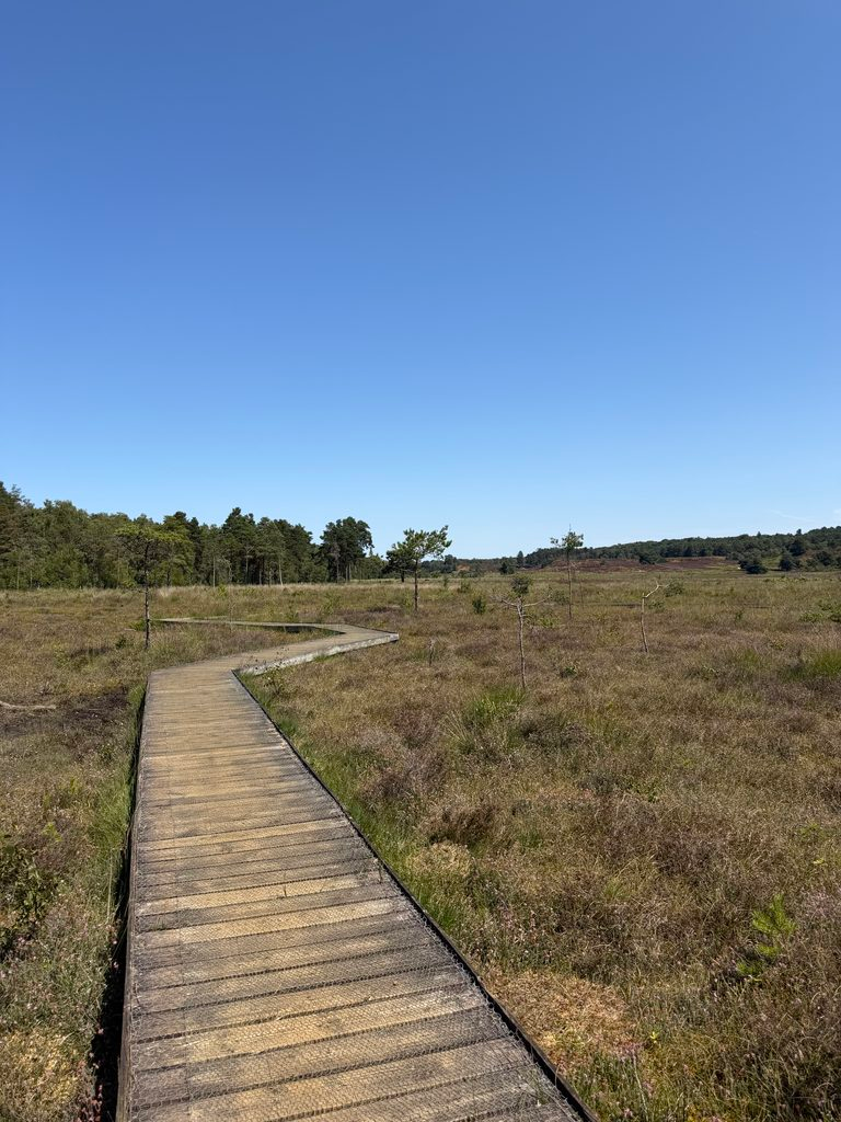 view of the boardwalk
